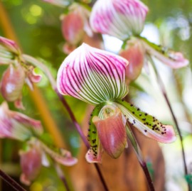 lady's slipper