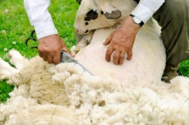 lamb's wool