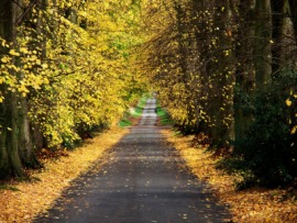 lane
