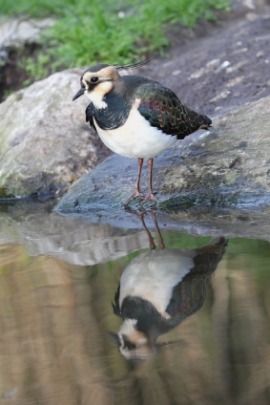 lapwing