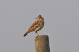 lark