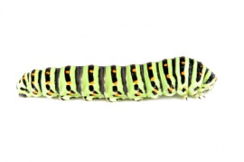larva