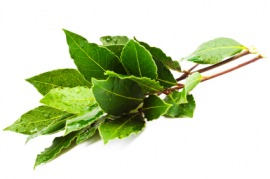 laurel