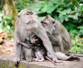 macaque