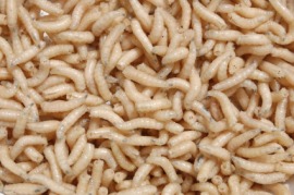 maggot