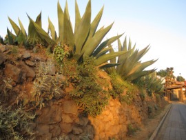 maguey