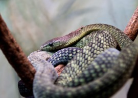 mamba