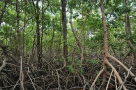mangrove
