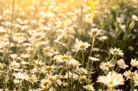 marguerite