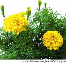 marigold