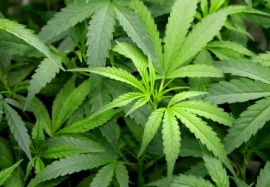 marijuana