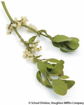 mistletoe