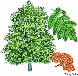 mountain ash