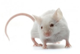 mouse