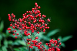 nandina