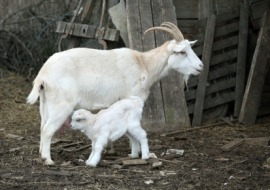 nanny goat
