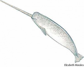 narwhal