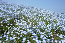 nemophila