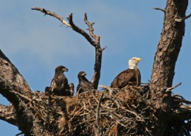 nest