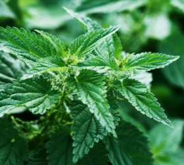 nettle