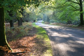 New Forest