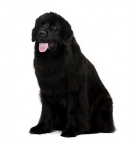 Newfoundland
