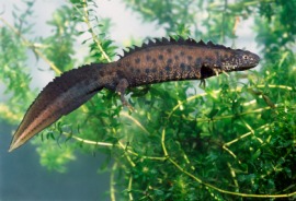 newt