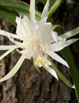night-blooming cereus