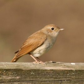 nightingale