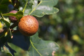 oak apple