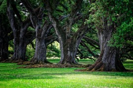 oak
