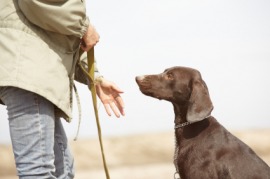 obedient