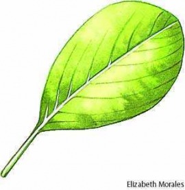 obovate