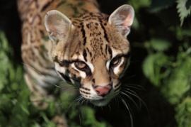 ocelot