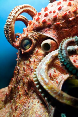 octopus