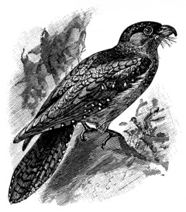 oilbird
