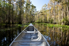 Okefenokee Swamp