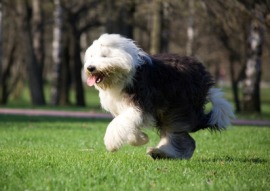 Old English sheepdog