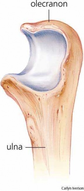 olecranon