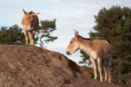 onager