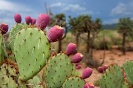 opuntia