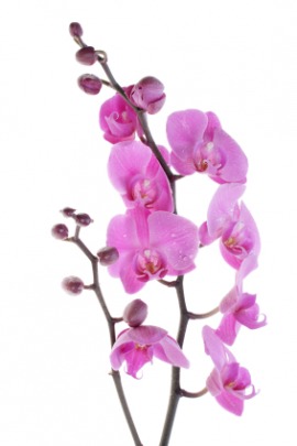 orchid