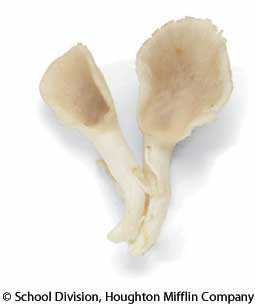 oyster mushroom