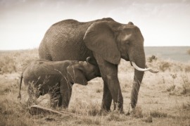 pachyderm