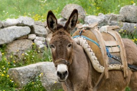 packsaddle