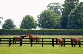 paddock