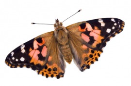 painted lady