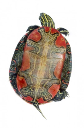 painted turtle
