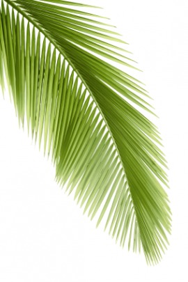 palm leaf