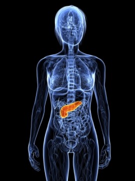 pancreas